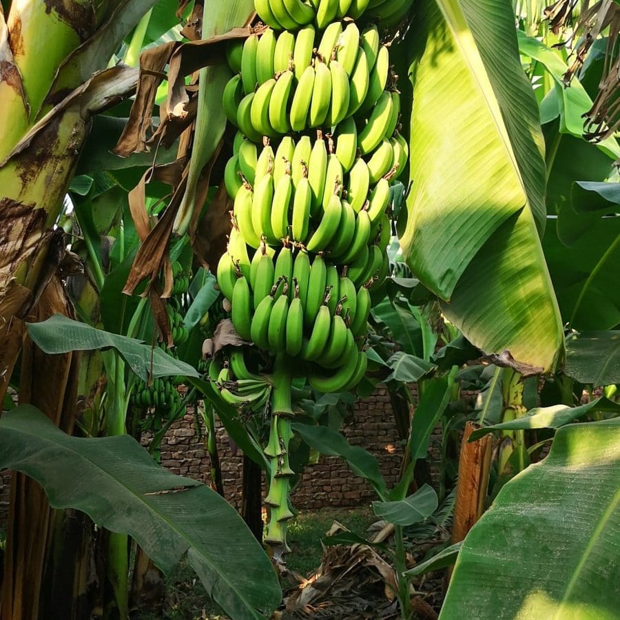Cavendish Banana - Image 3