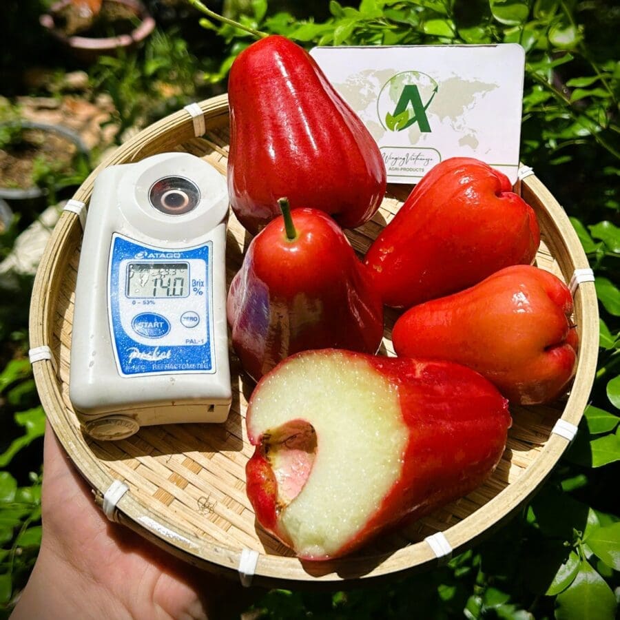 Rose Apple - Image 9