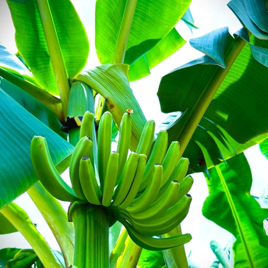 Cavendish Banana - Image 12