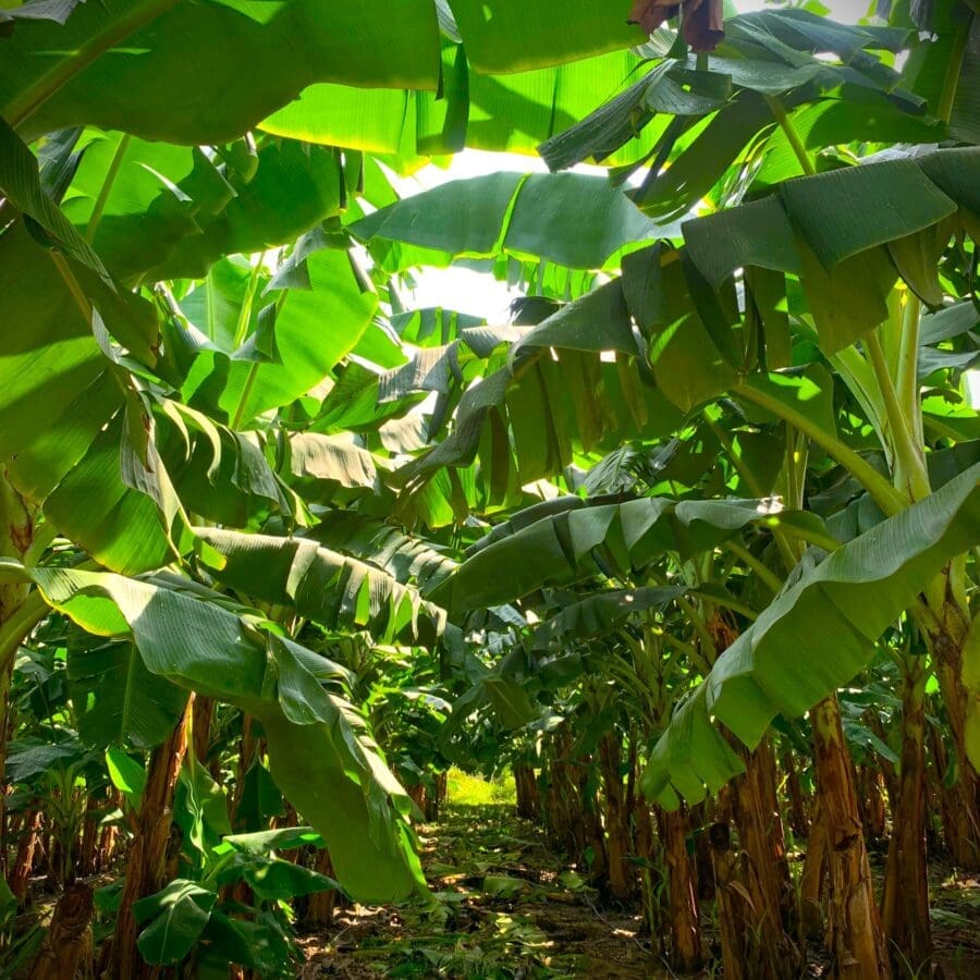 Cavendish Banana - Image 21