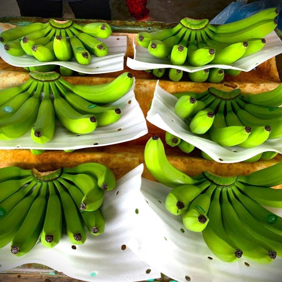 Cavendish Banana - Image 7
