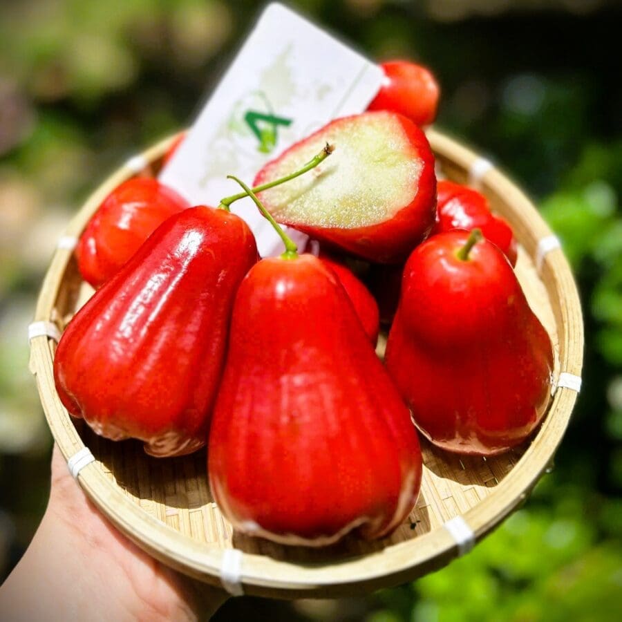 Rose Apple - Image 8