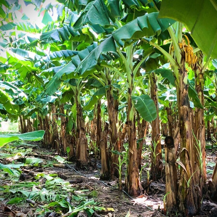 Cavendish Banana - Image 8