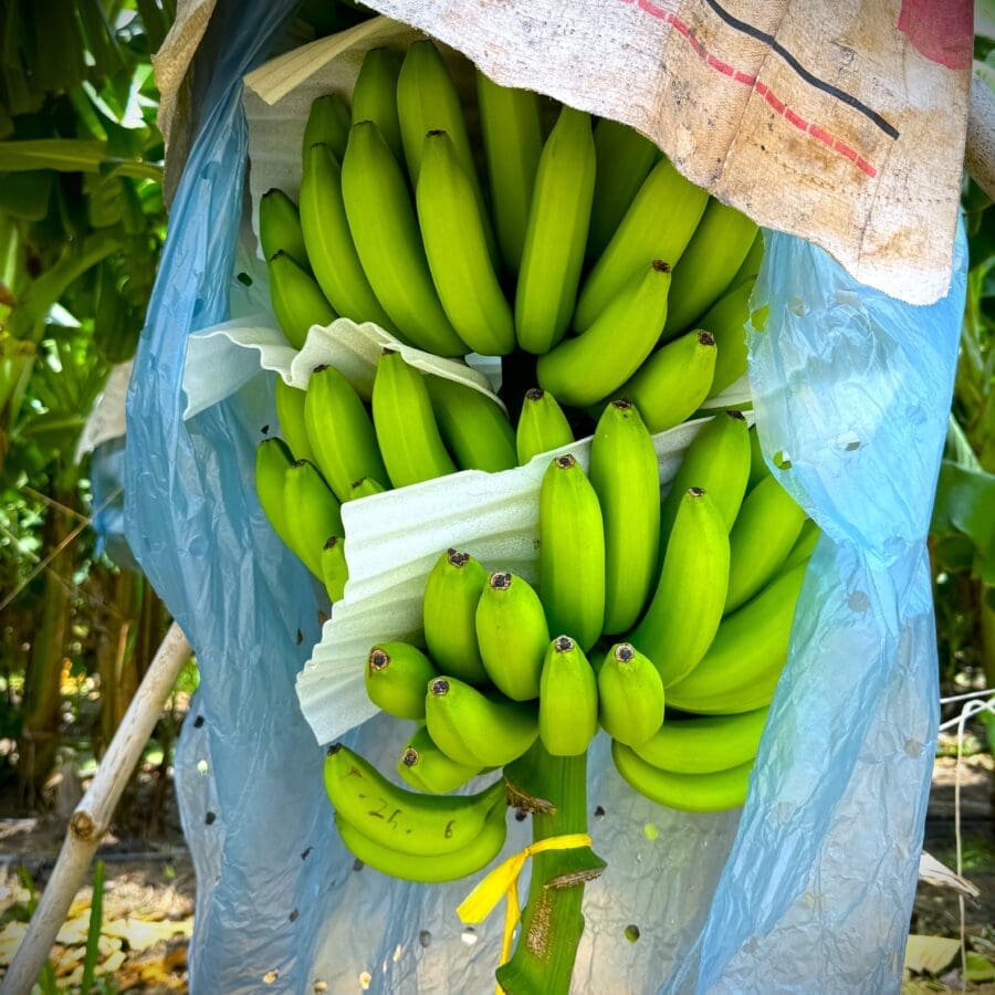 Cavendish Banana - Image 9