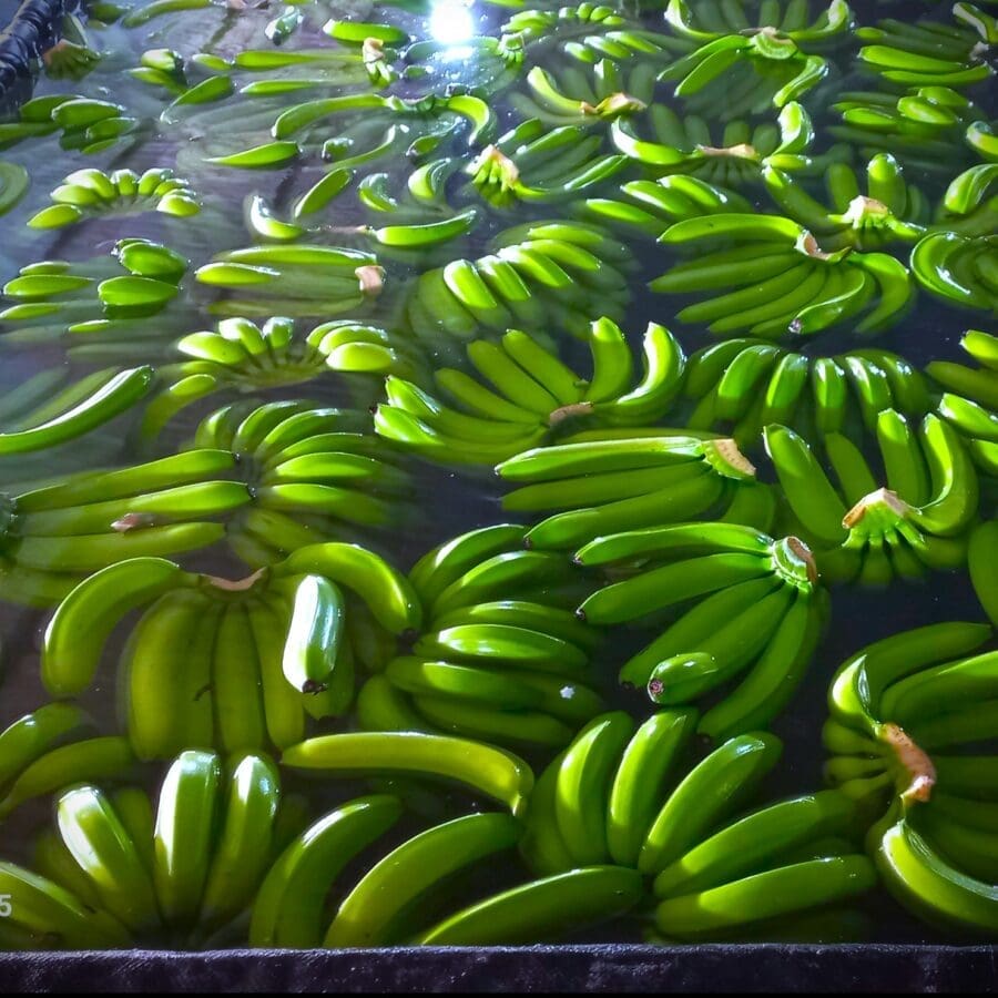Cavendish Banana - Image 10