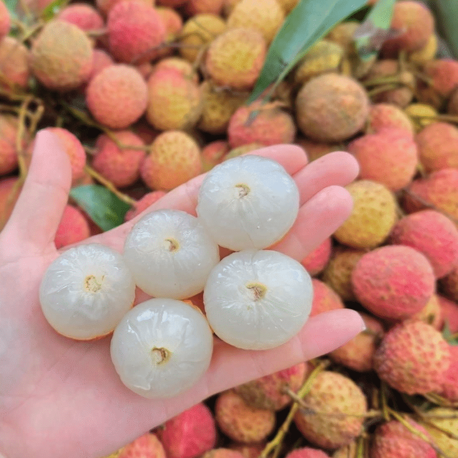 Lychee - Image 11