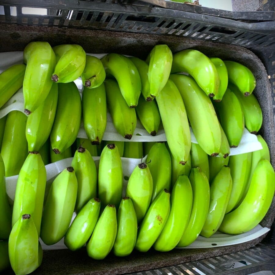 Cavendish Banana - Image 11