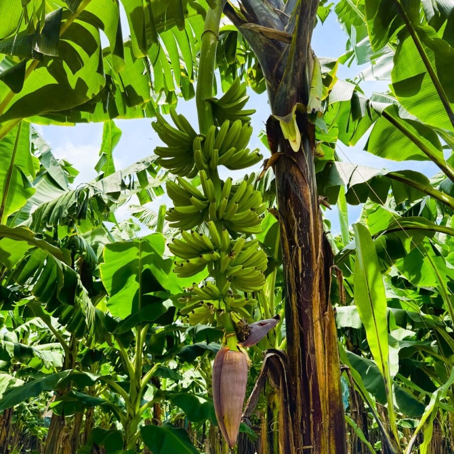 Cavendish Banana - Image 13