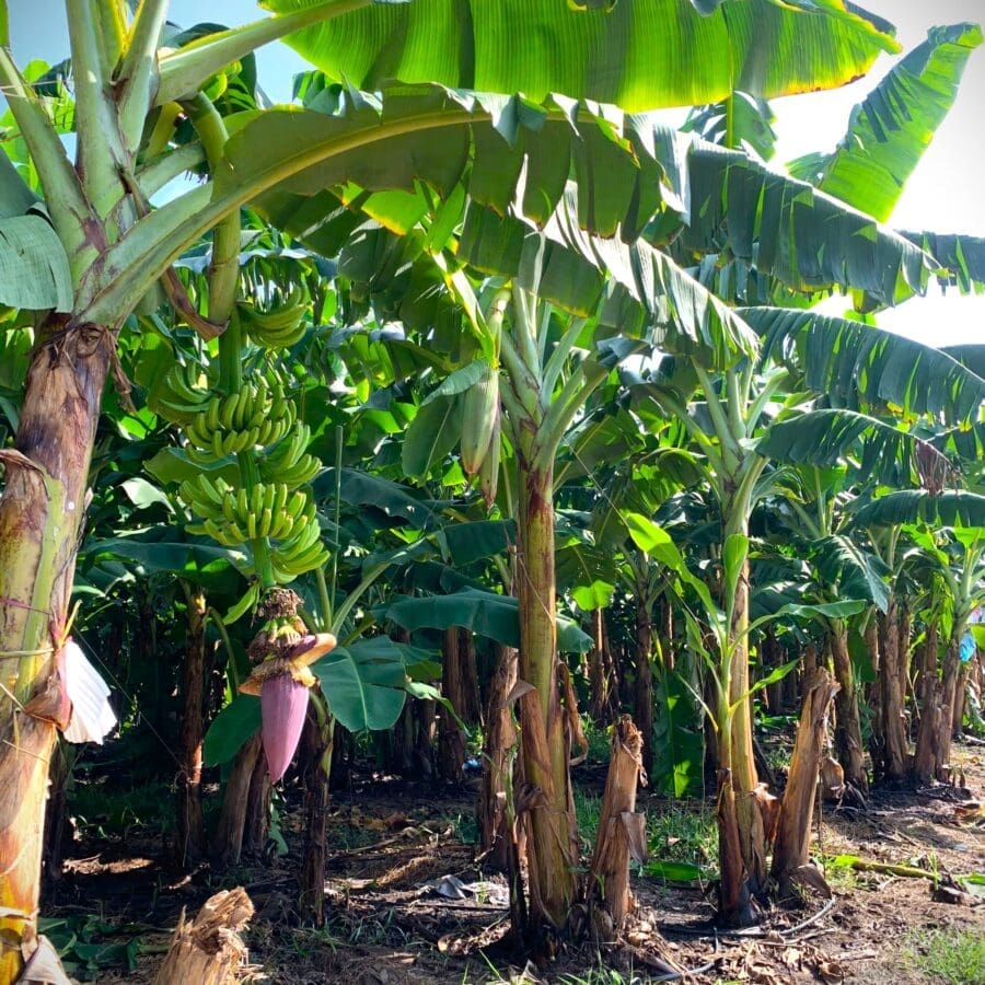Cavendish Banana - Image 15