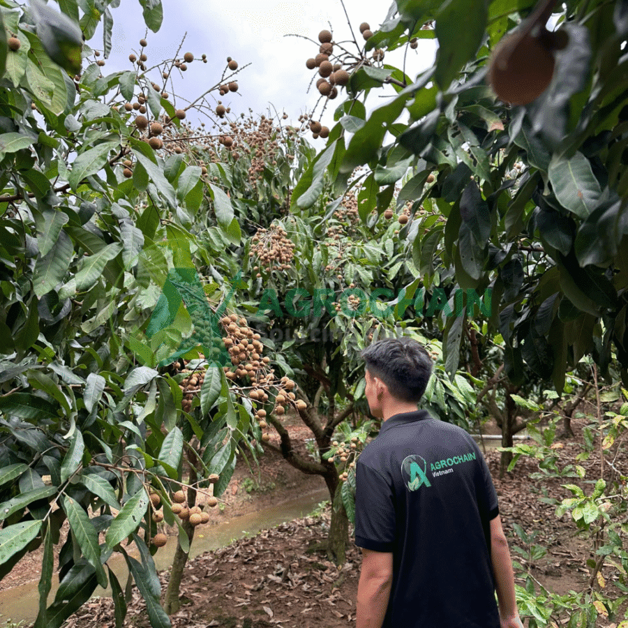 Longan - Image 5