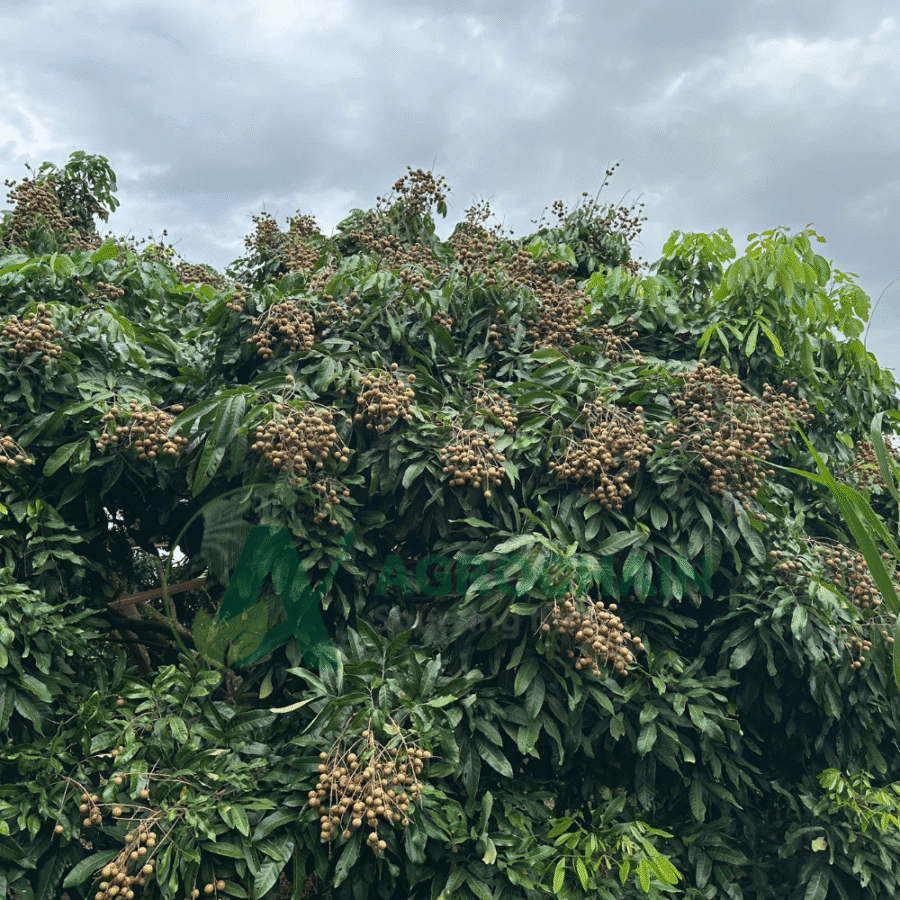 Longan - Image 6