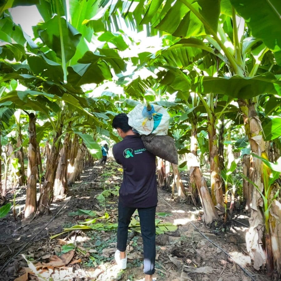 Cavendish Banana - Image 17