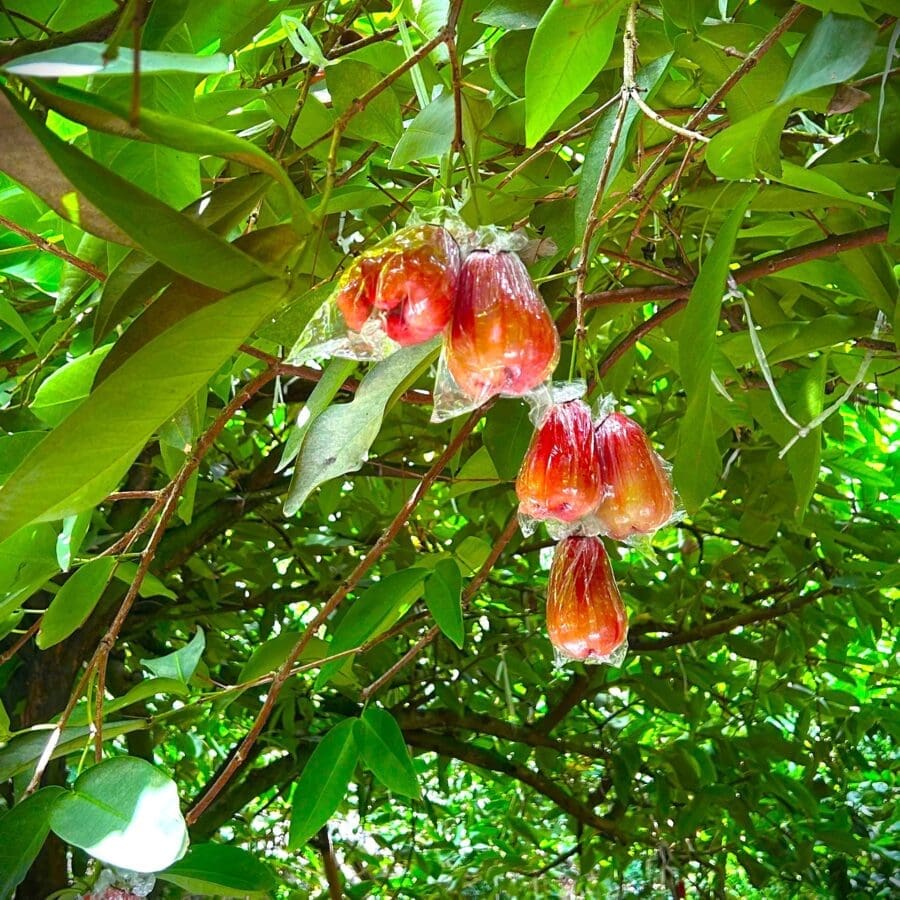 Rose Apple - Image 4