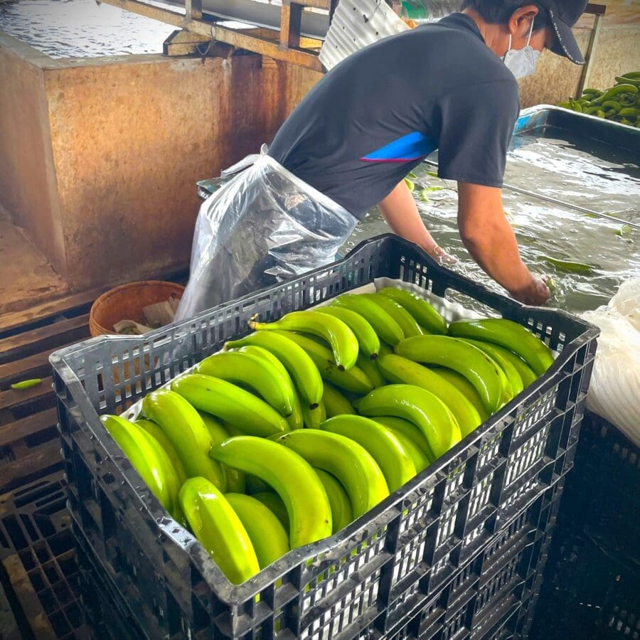Cavendish Banana - Image 18