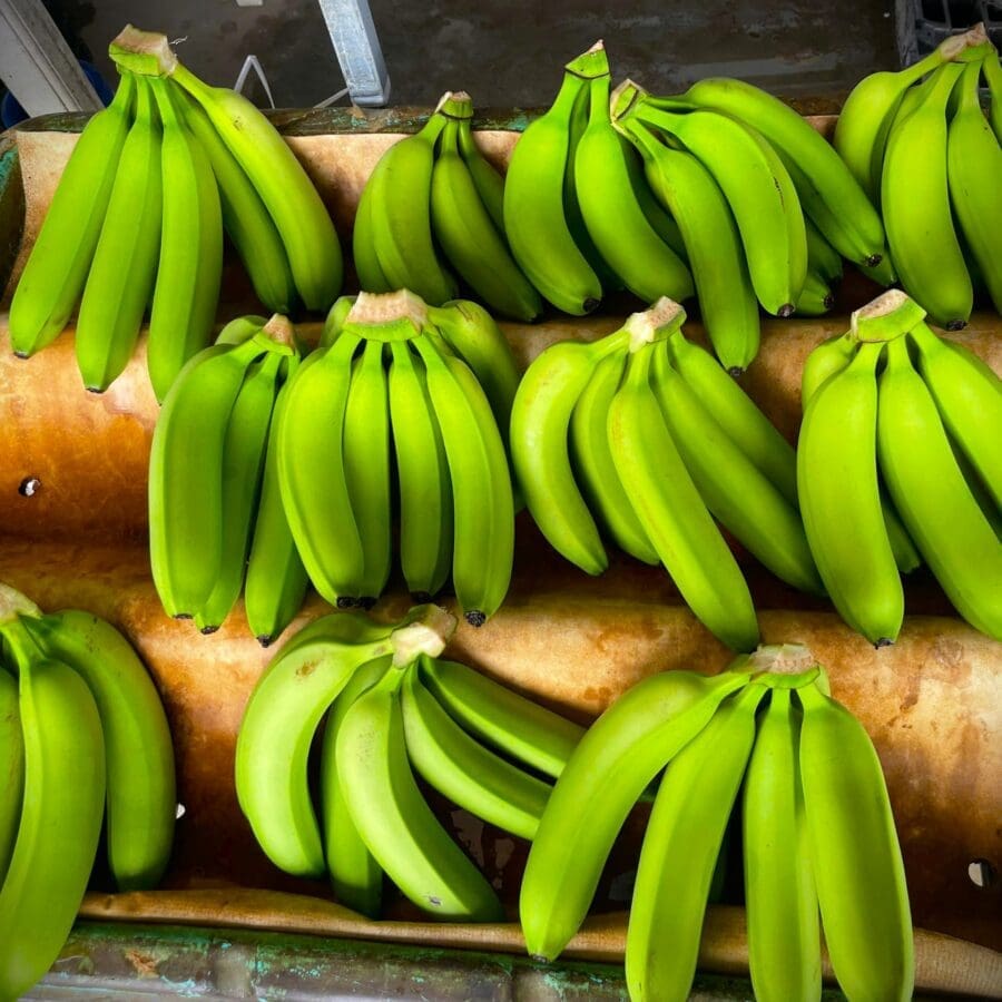 Cavendish Banana - Image 19