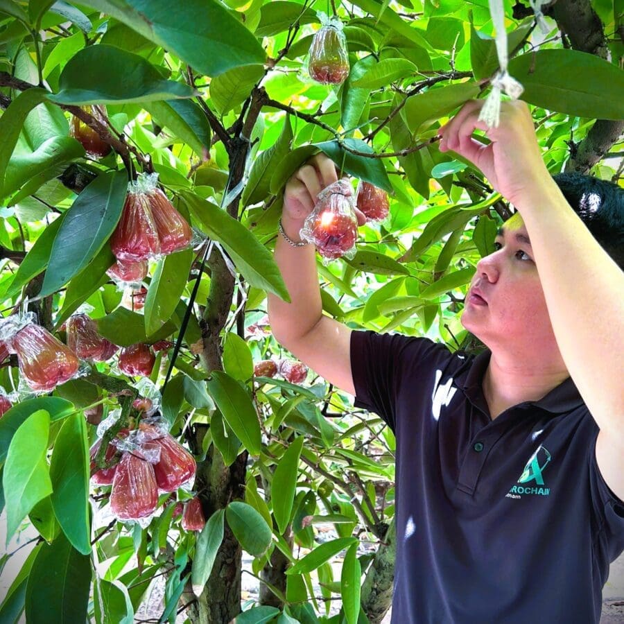 Rose Apple - Image 6