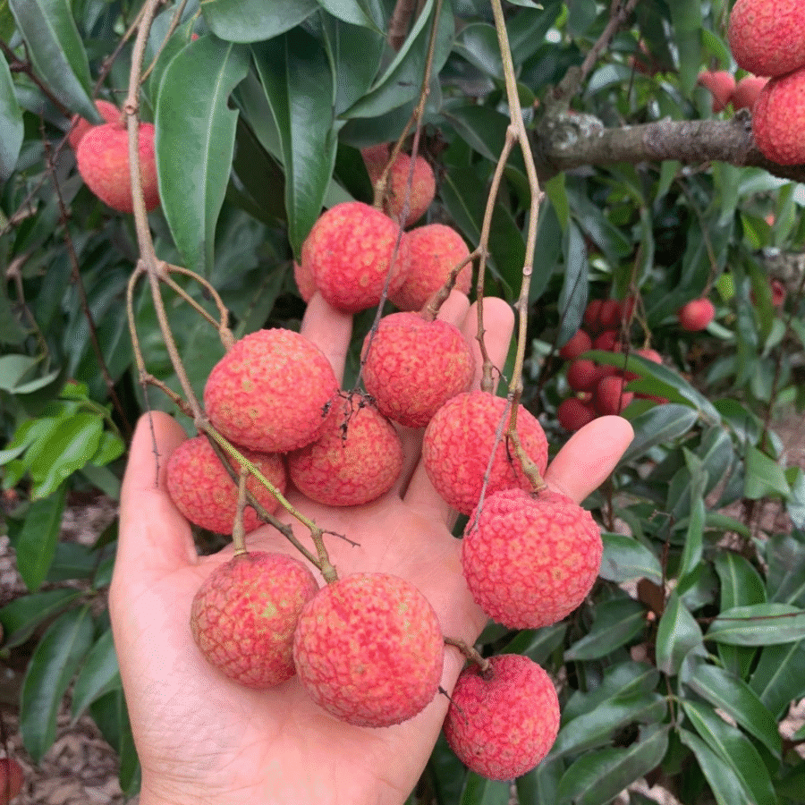 Lychee - Image 16