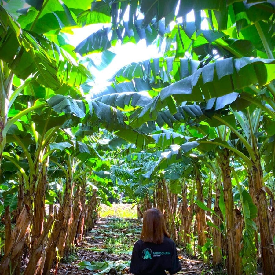 Cavendish Banana - Image 20